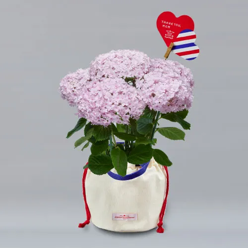 【母の日 -ONLINE限定-】鉢アジサイ 変わり咲きピンク系